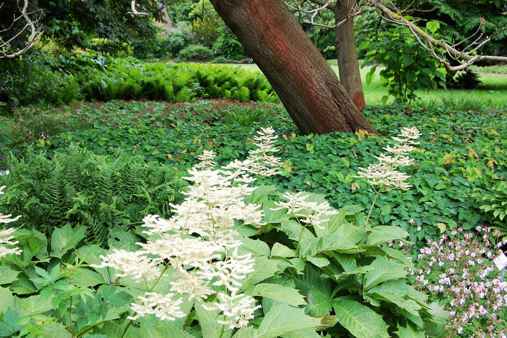 Standorte für Stauden im Garten