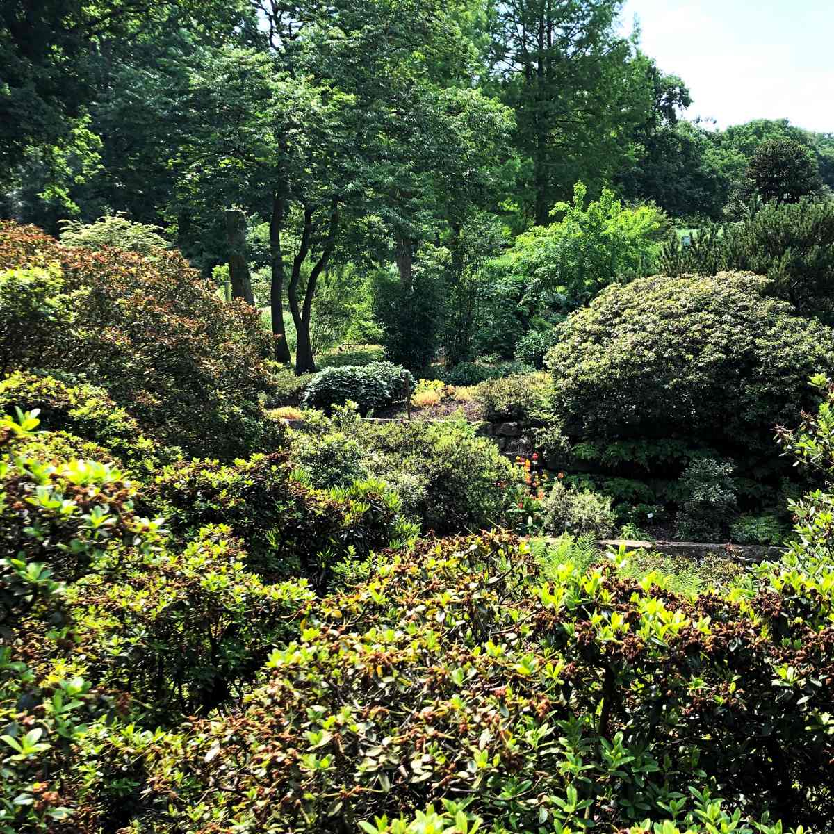Gehölze für den Garten