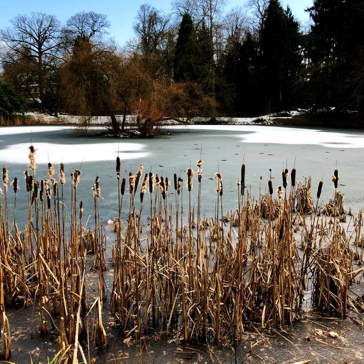Wintergärten mit Stauden